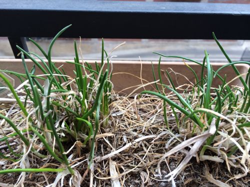 Chives coming up on our balcony. 