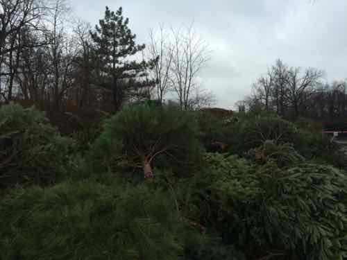 A large stack of trees awaiting the shredder to become mulch