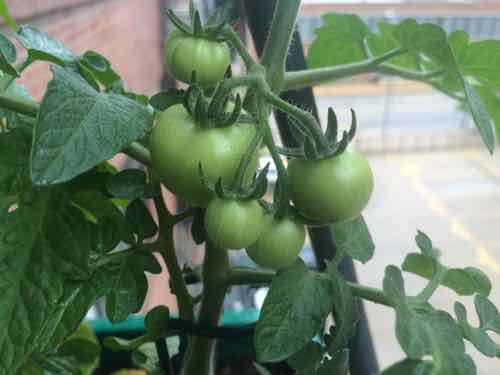 Green cherry tomatoes on our 4th floor balcony