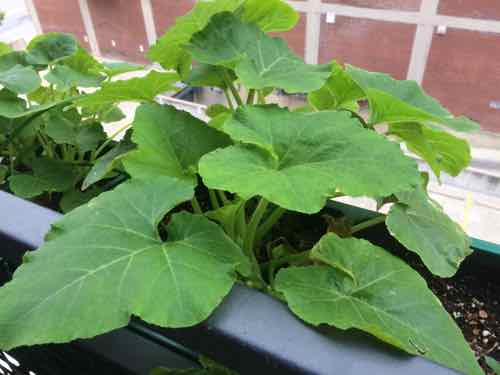 In another planter we have a volunteer -- possibly zucchini or cucumber based on seeds in our vermicompost 